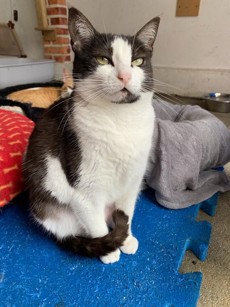 Laurinha, gata de porte pequeno para adoção em Rio do Sul - SC — foto 3 de 3