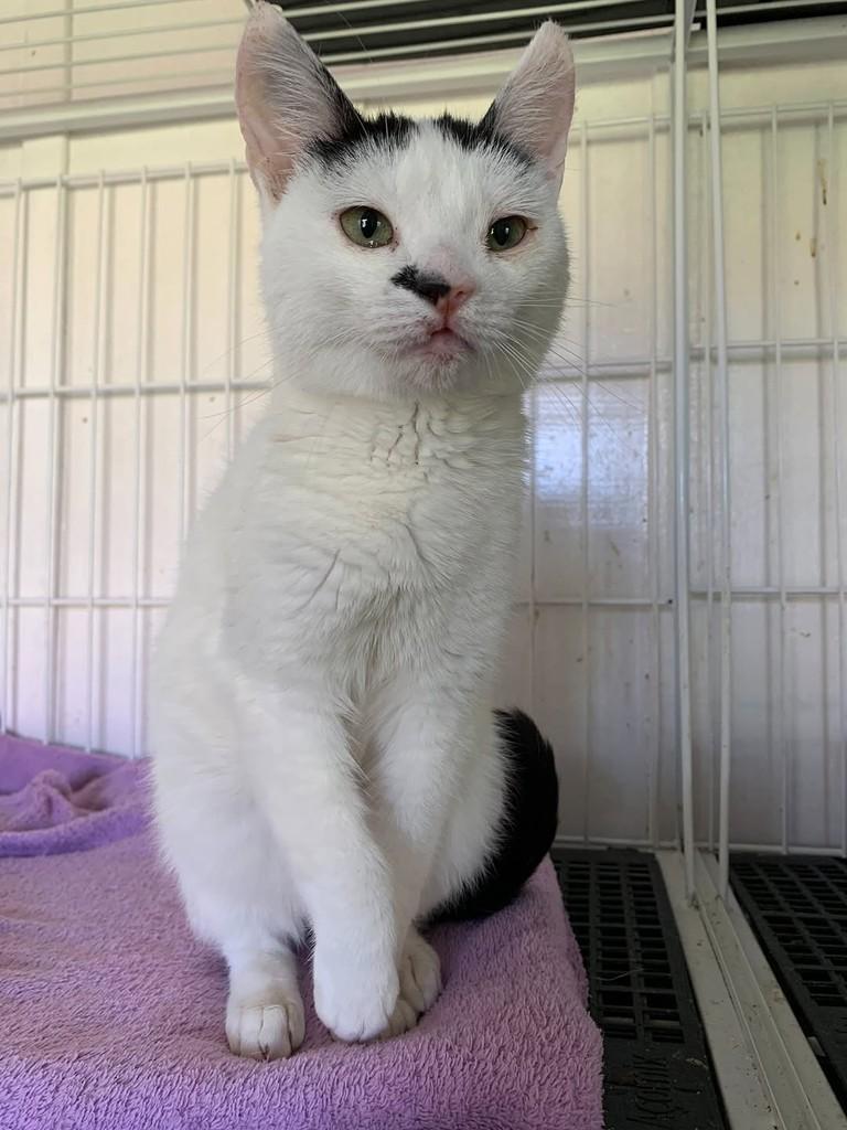 Lurdinha, gato de porte pequeno para adoção em Rio do Sul - SC