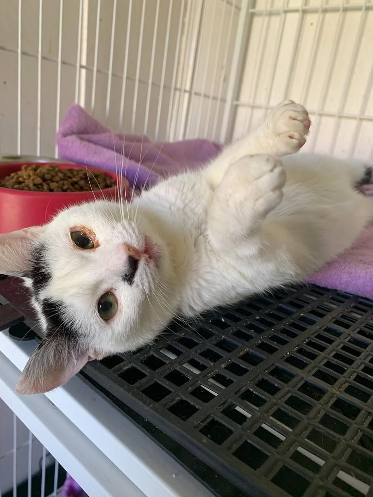 Lurdinha, gato de porte pequeno para adoção em Rio do Sul - SC — foto 2 de 7