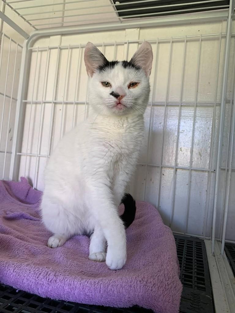 Lurdinha, gato de porte pequeno para adoção em Rio do Sul - SC — foto 3 de 7