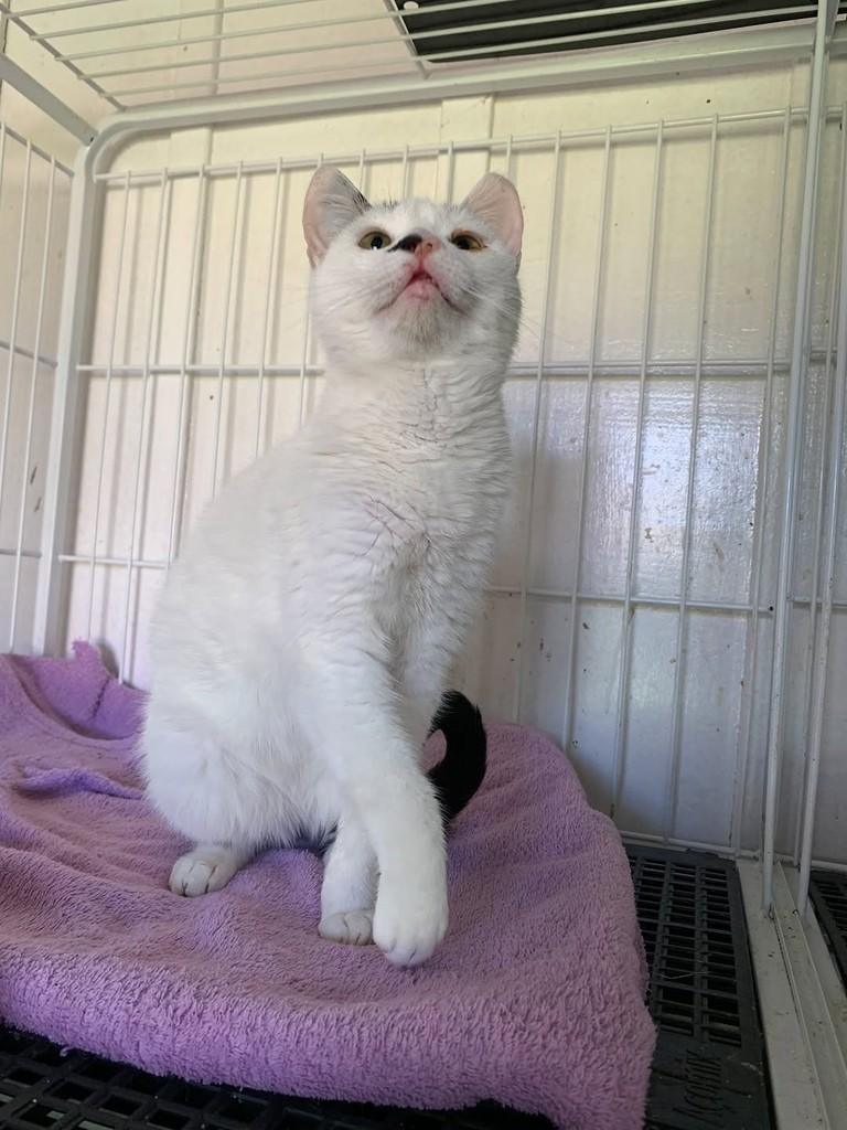 Lurdinha, gato de porte pequeno para adoção em Rio do Sul - SC — foto 4 de 7