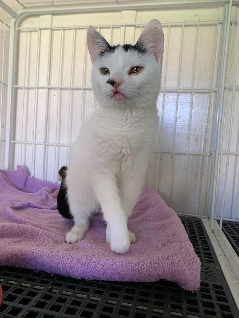 Lurdinha, gato de porte pequeno para adoção em Rio do Sul - SC — foto 5 de 7