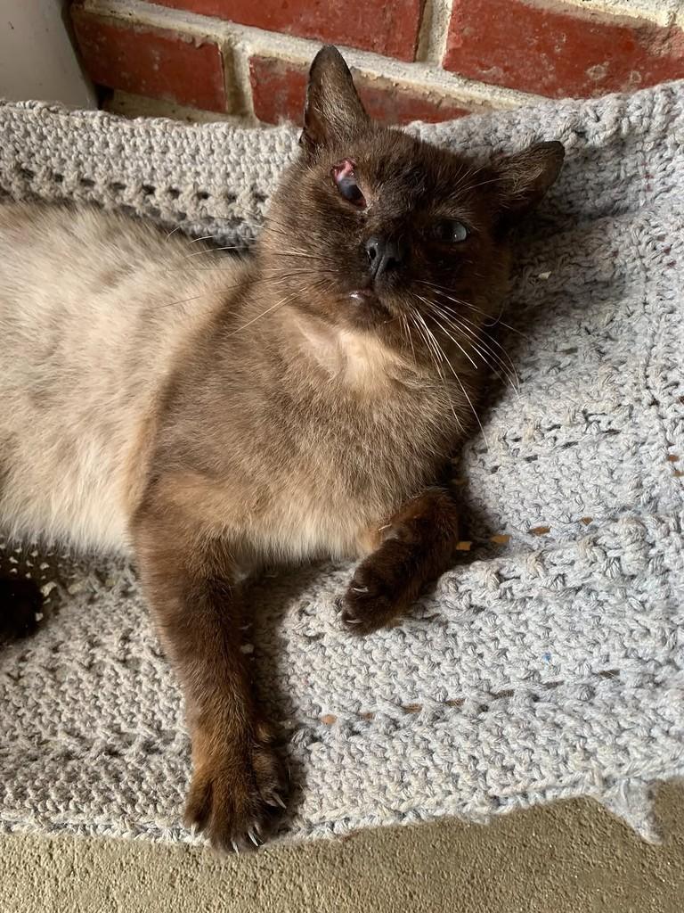 Cabeção, gato de porte médio para adoção em Rio do Sul - SC — foto 2 de 6