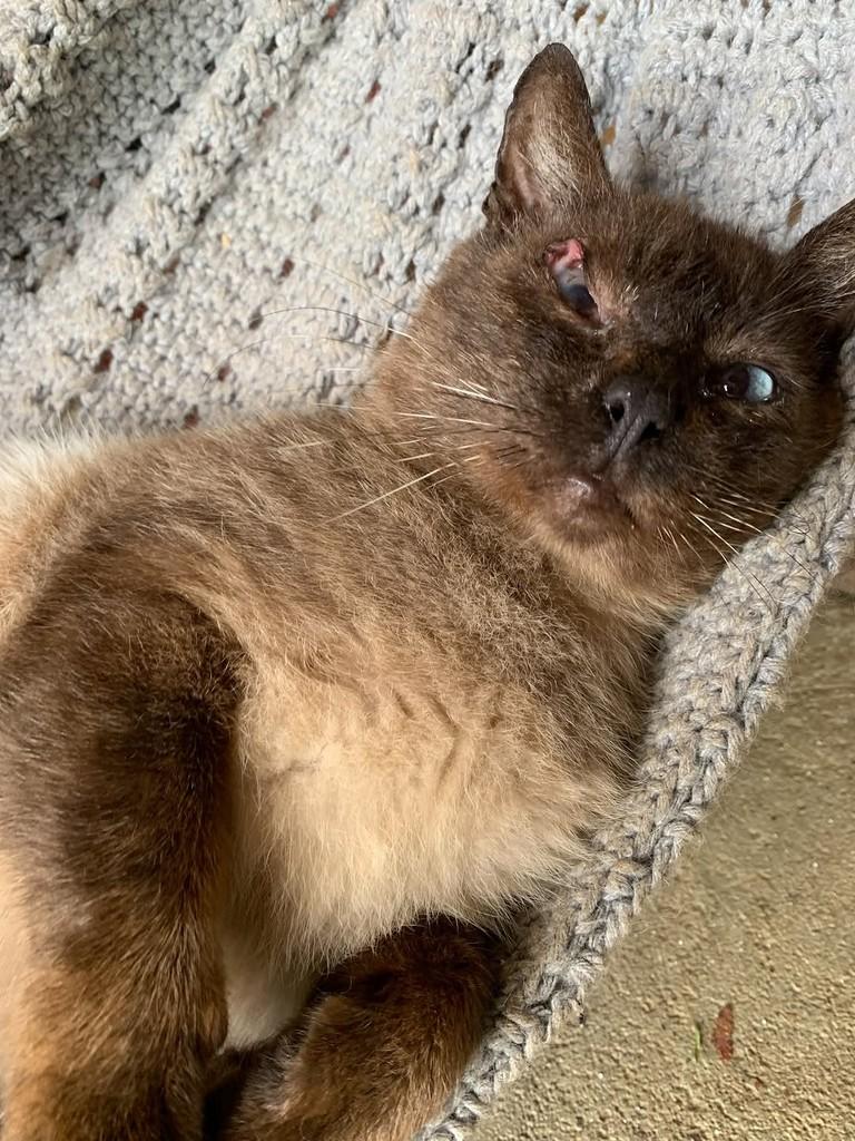 Cabeção, gato de porte médio para adoção em Rio do Sul - SC — foto 3 de 6