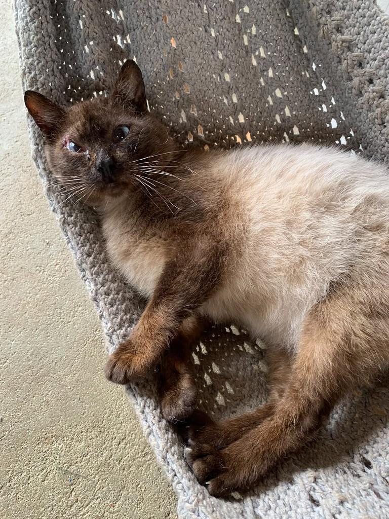 Cabeção, gato de porte médio para adoção em Rio do Sul - SC — foto 4 de 6