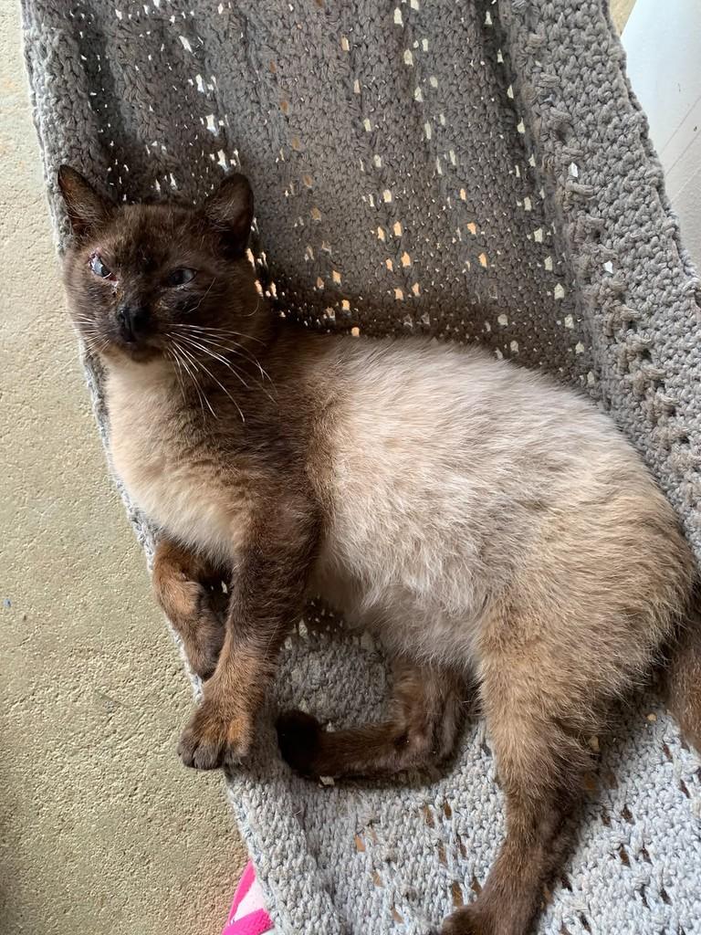 Cabeção, gato de porte médio para adoção em Rio do Sul - SC — foto 5 de 6