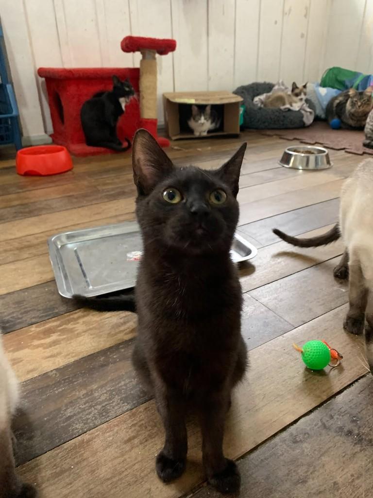 Zequinha, gato de porte pequeno para adoção em Rio do Sul - SC — foto 2 de 2