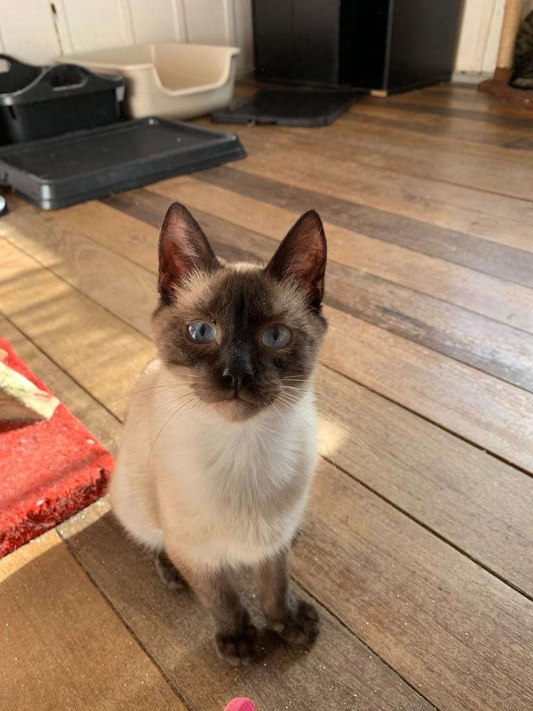 Apolo, gato de porte pequeno para adoção em Rio do Sul - SC