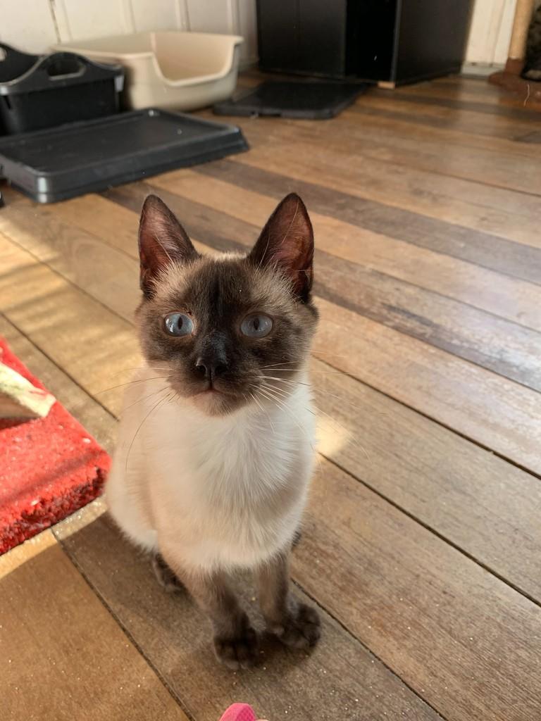 Apolo, gato de porte pequeno para adoção em Rio do Sul - SC — foto 2 de 5