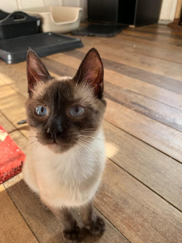 Apolo, gato de porte pequeno para adoção em Rio do Sul - SC — foto 3 de 5