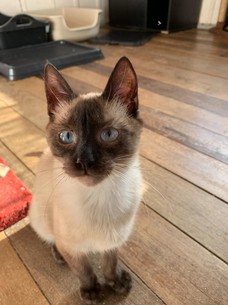 Apolo, gato de porte pequeno para adoção em Rio do Sul - SC — foto 4 de 5