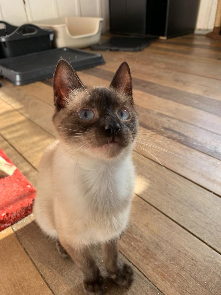 Apolo, gato de porte pequeno para adoção em Rio do Sul - SC — foto 5 de 5