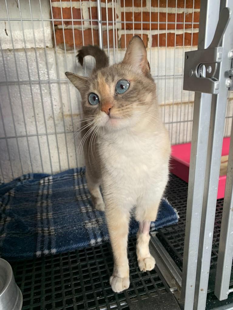 Agnes, gata de porte pequeno para adoção em Rio do Sul - SC