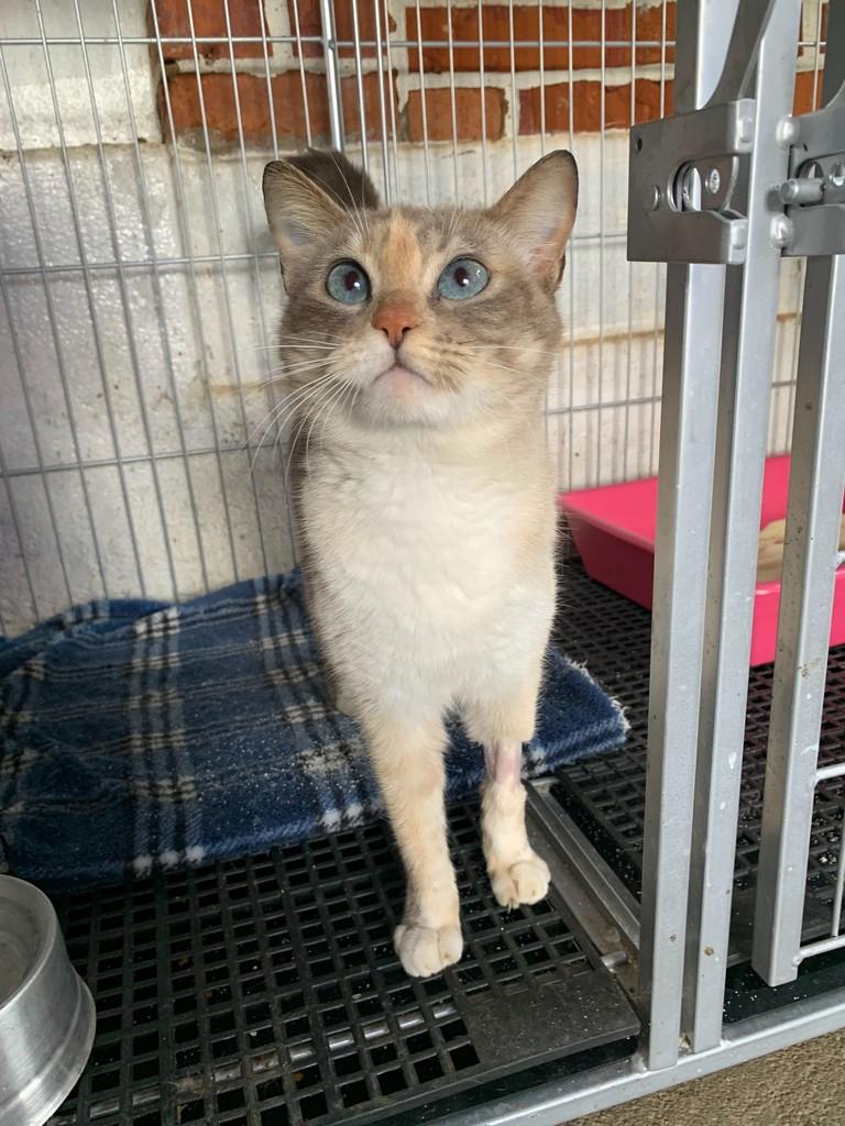 Agnes, gata de porte pequeno para adoção em Rio do Sul - SC — foto 2 de 3
