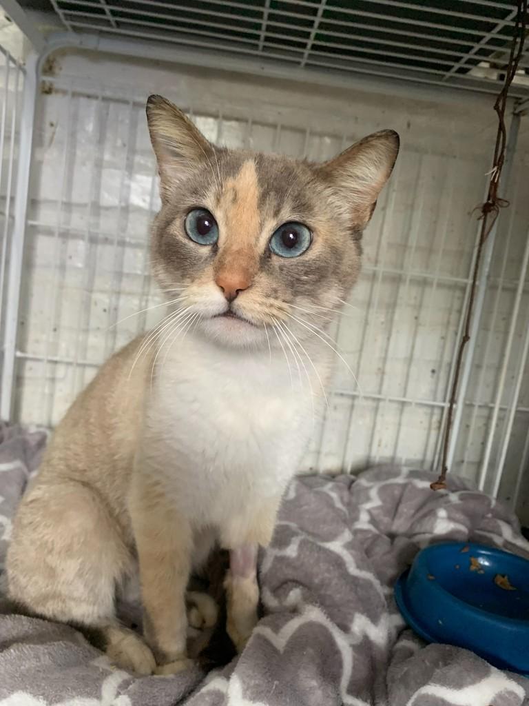 Agnes, gata de porte pequeno para adoção em Rio do Sul - SC — foto 3 de 3