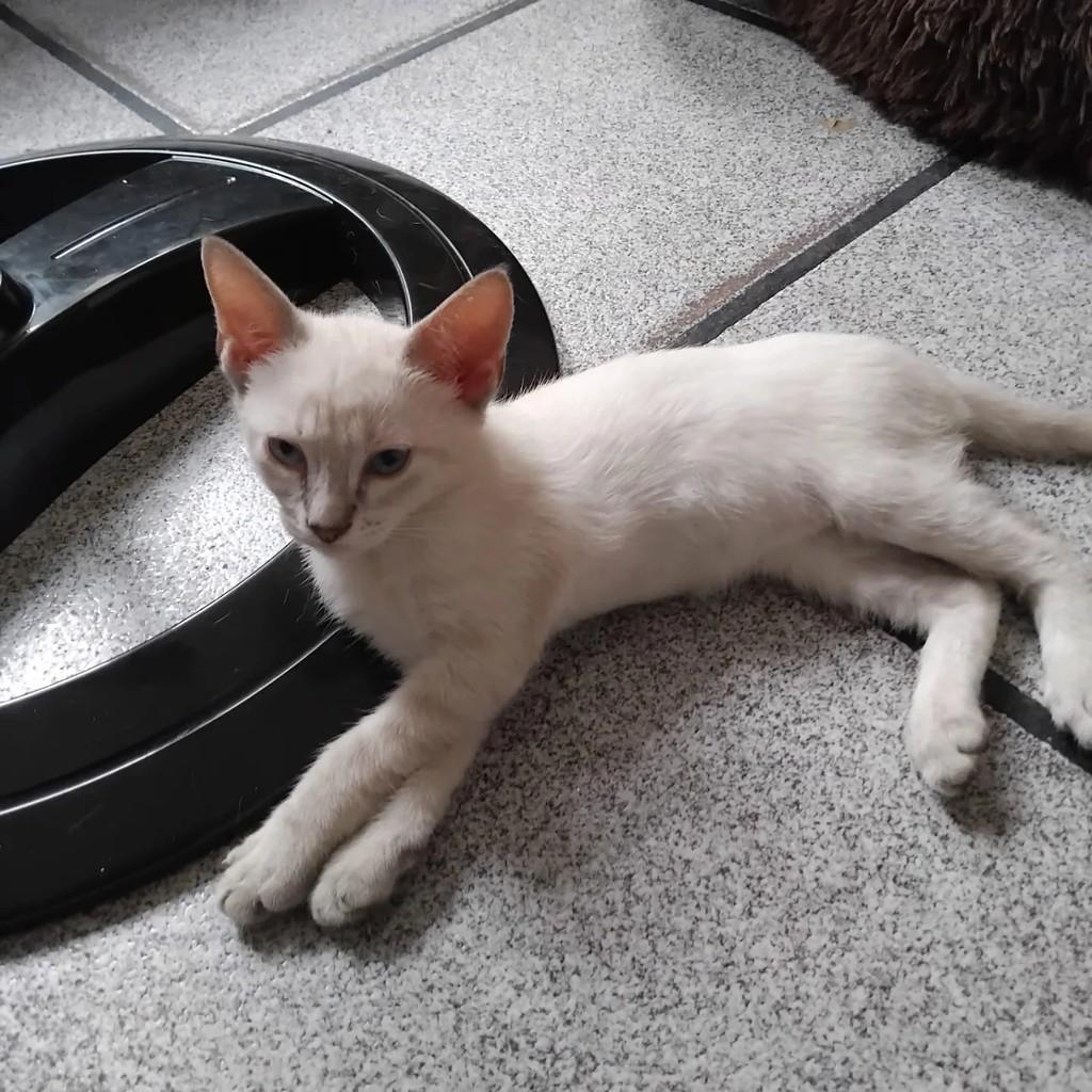 Sofia, gato de porte pequeno para adoção em Salvador - BA