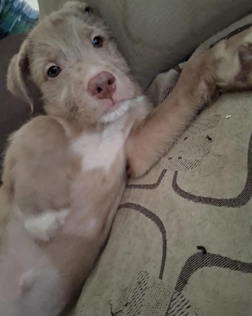 Bernat, cachorro de porte pequeno para adoção em Salvador - BA