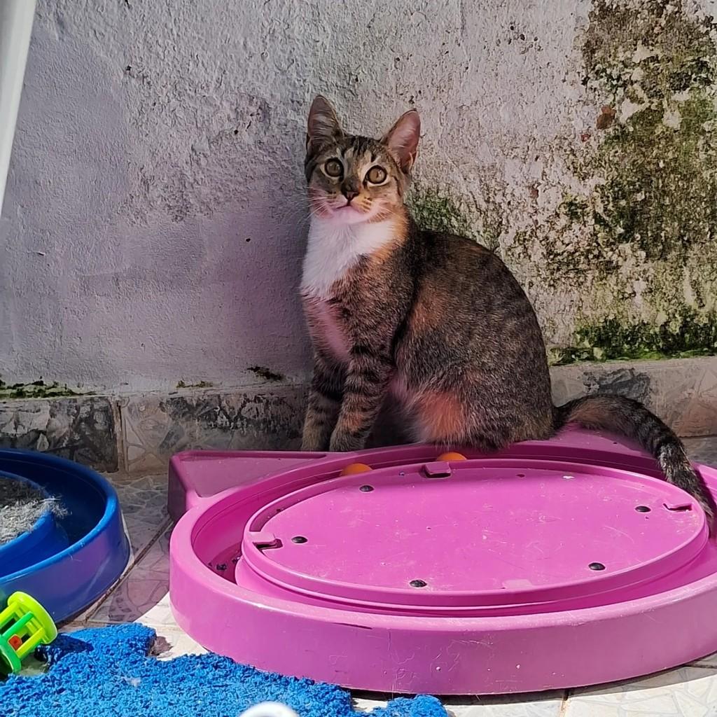 Joaninha, gato de porte pequeno para adoção em Salvador - BA
