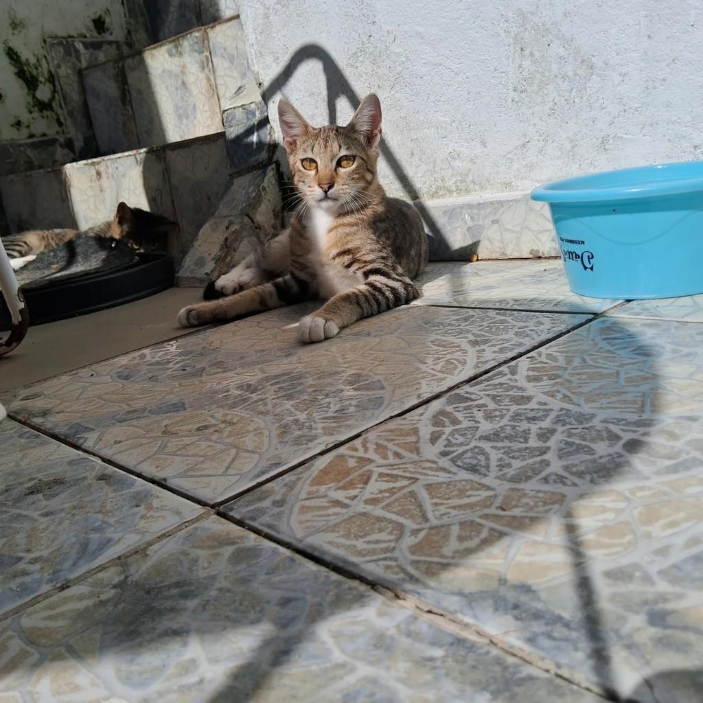 Vini Jr, gato de porte pequeno para adoção em Salvador - BA