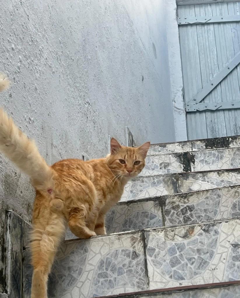 Merlyn Jhon, gato de porte médio para adoção em Salvador - BA