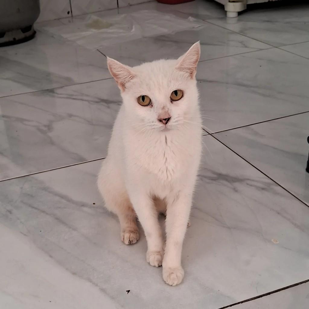 Marye, gato de porte pequeno para adoção em Salvador - BA