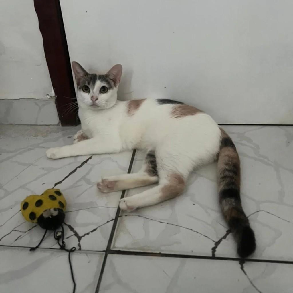 Stefanny, gato de porte pequeno para adoção em Salvador - BA