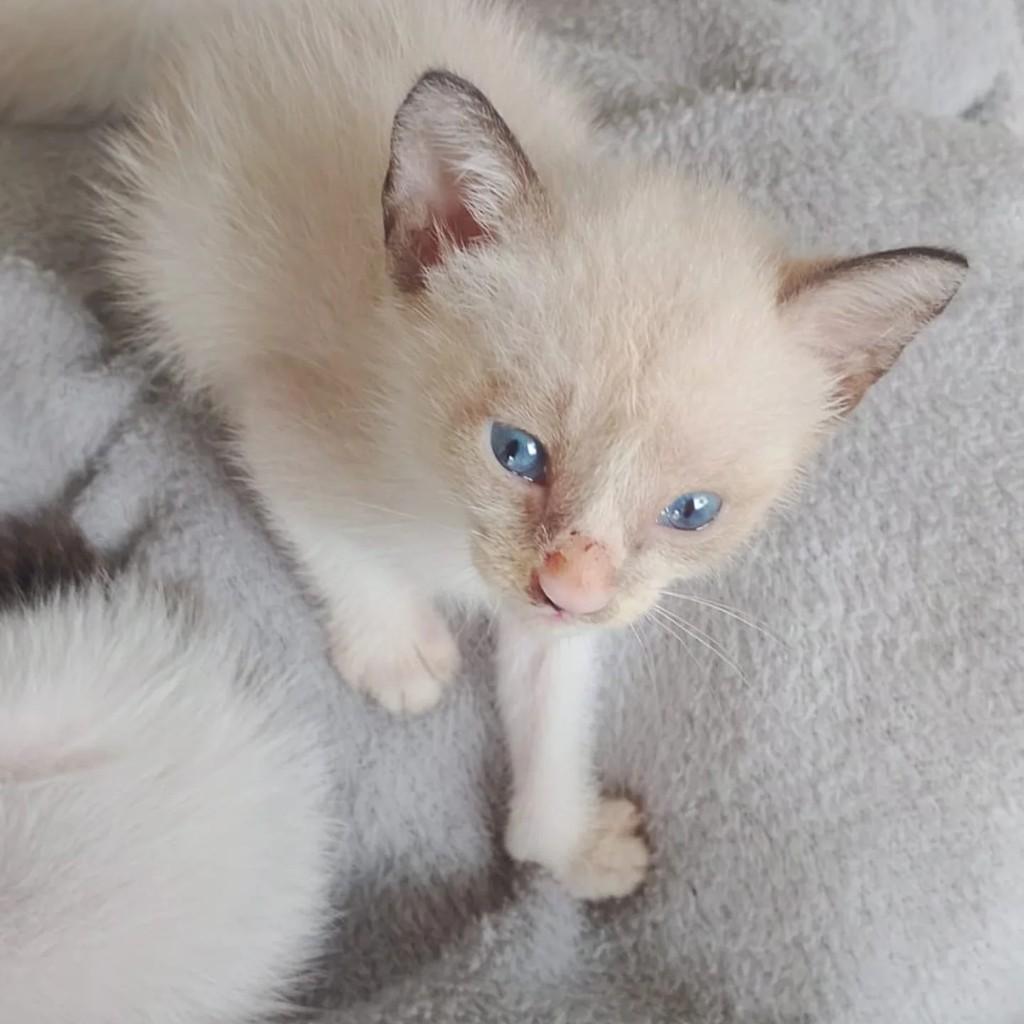 Bentinho, gato para adoção em Salvador - BA