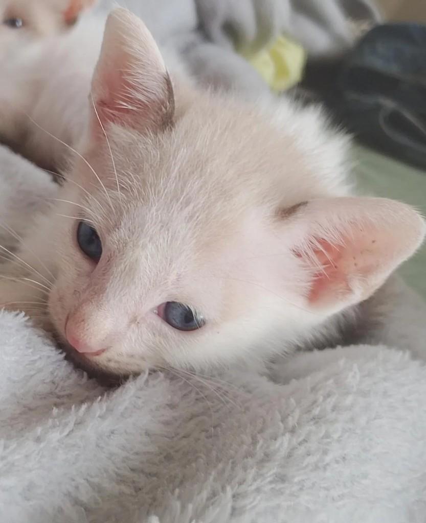 Dom, gato para adoção em Salvador - BA