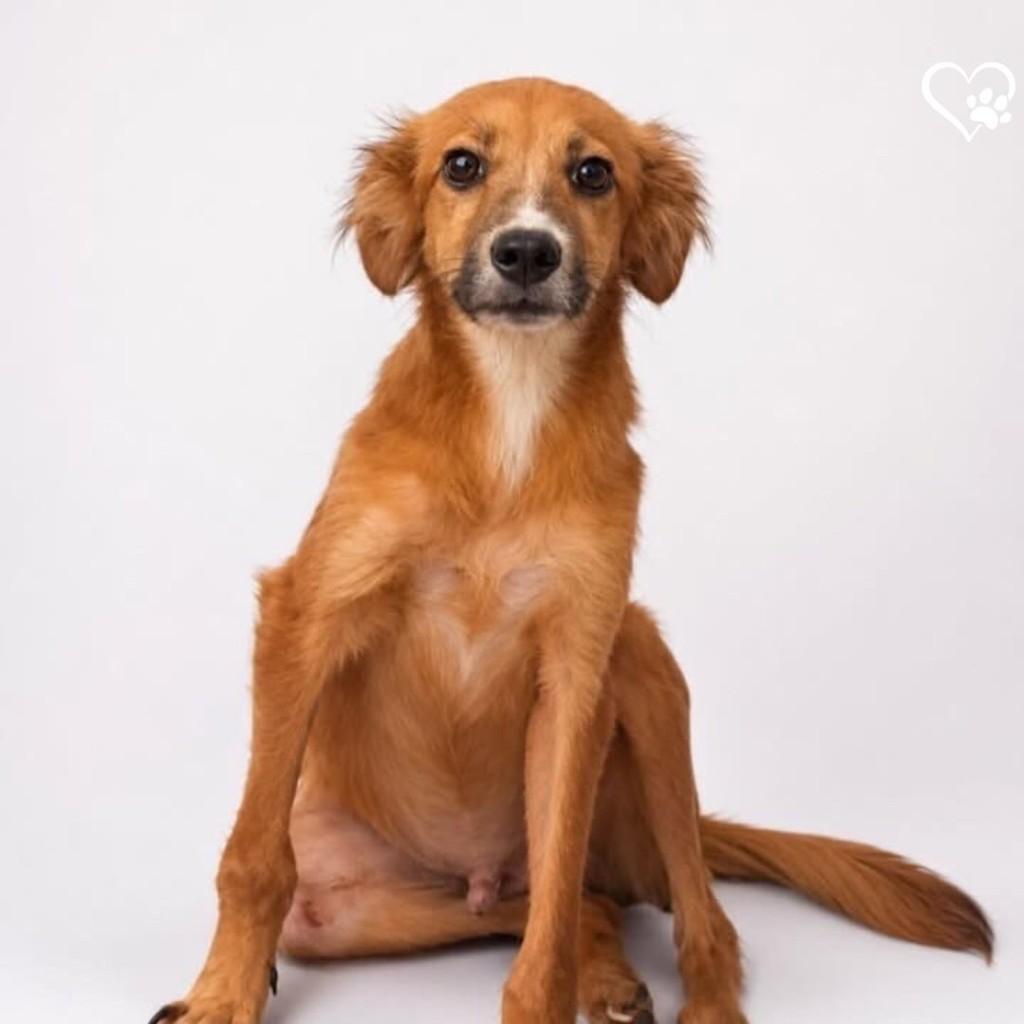Totó, cachorro de porte médio para adoção em Salvador - BA