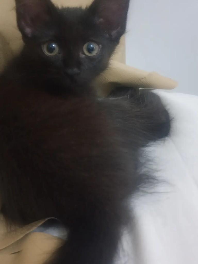 Agnes, gato de porte pequeno para adoção em Salvador - BA