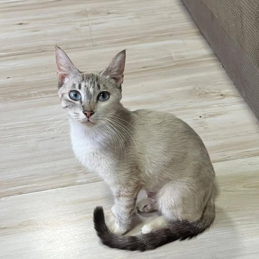 Branquinha, gata de porte pequeno para adoção em Porto Velho - RO