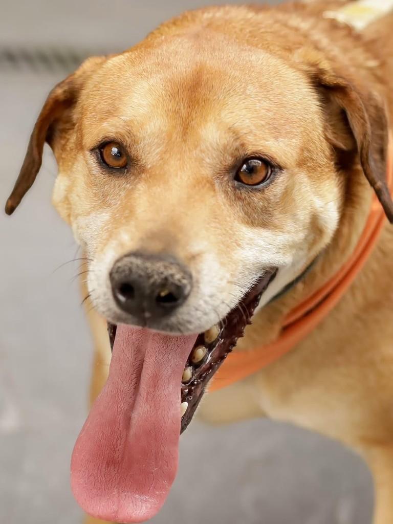 Bartholomeu, cachorro de porte médio para adoção em Florianópolis - SC