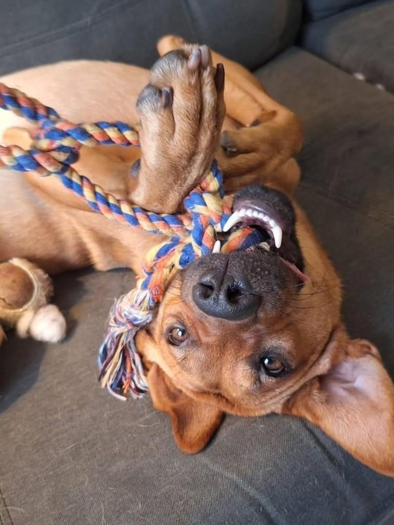 Milho, cachorro de porte médio para adoção em Florianópolis - SC