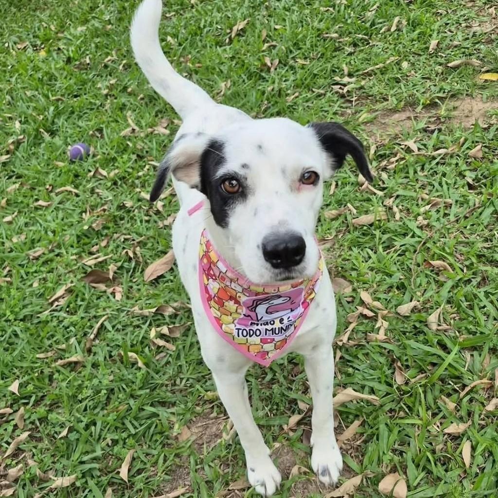 Branca, cadela de porte médio para adoção em Florianópolis - SC