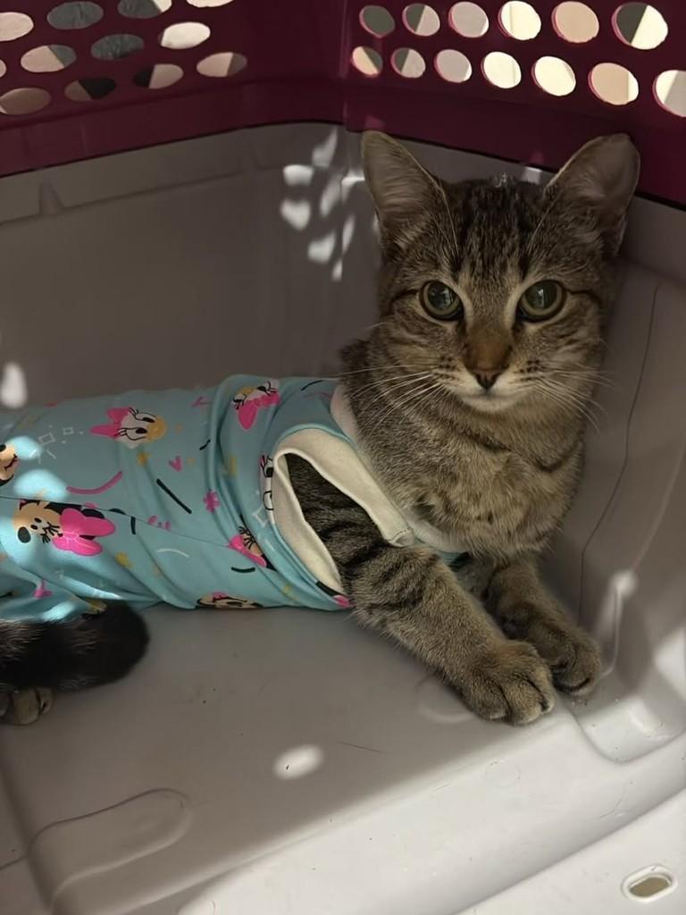 Filó, gata de porte pequeno para adoção em Florianópolis - SC