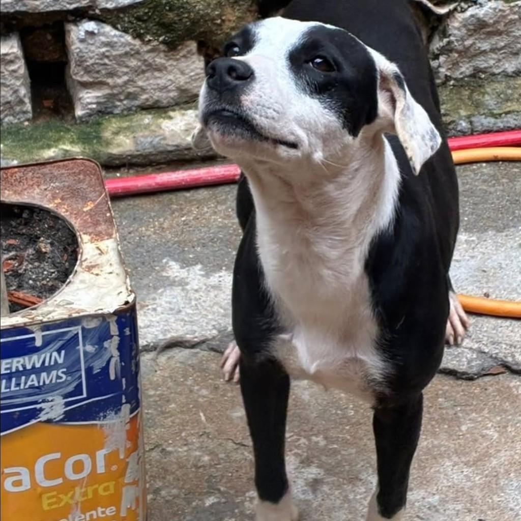 Docinho, cadela de porte médio para adoção em Florianópolis - SC