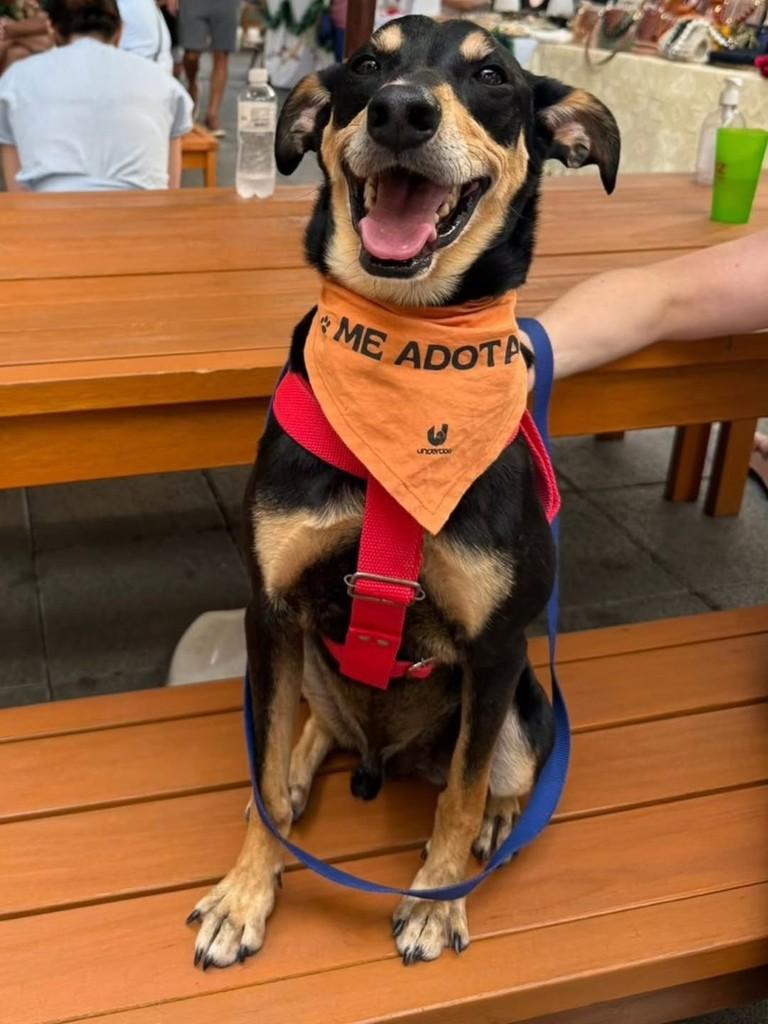 Tiago, cachorro de porte médio para adoção em Florianópolis - SC