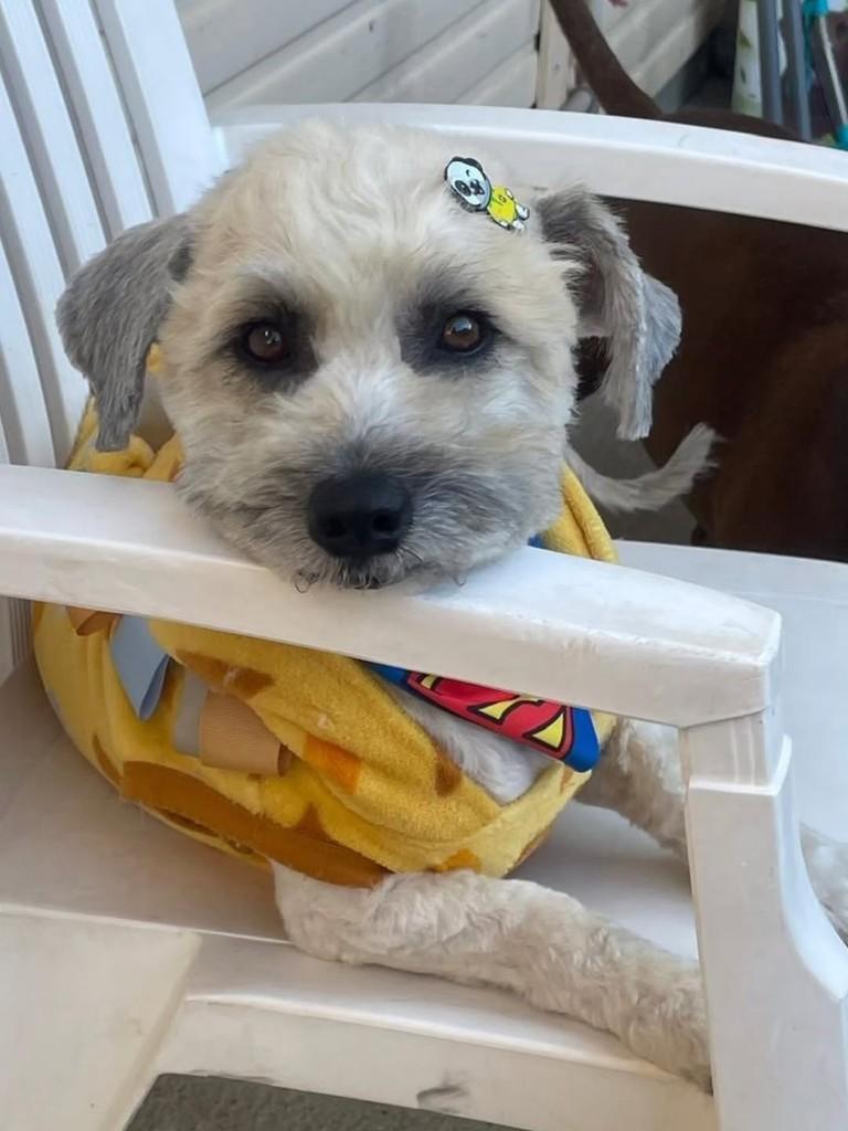 Cocada, cachorro de porte pequeno para adoção em Florianópolis - SC