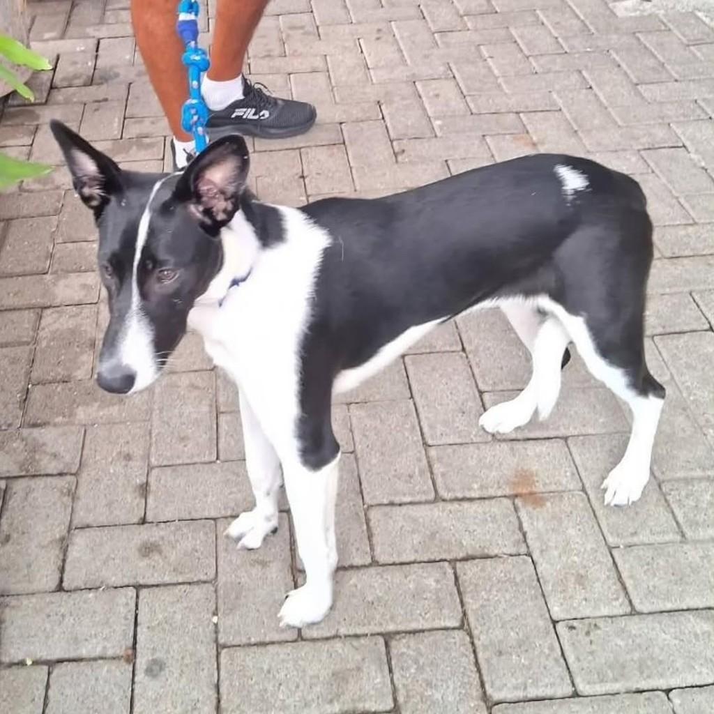 Lua, cadela de porte médio para adoção em Florianópolis - SC