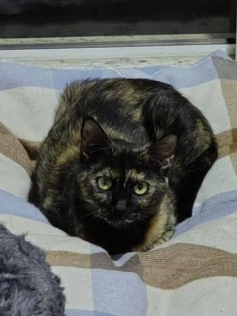 Sofia, gata para adoção em Florianópolis - SC