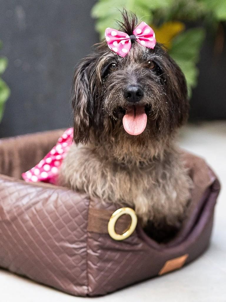 Moana, cadela de porte pequeno para adoção em Florianópolis - SC