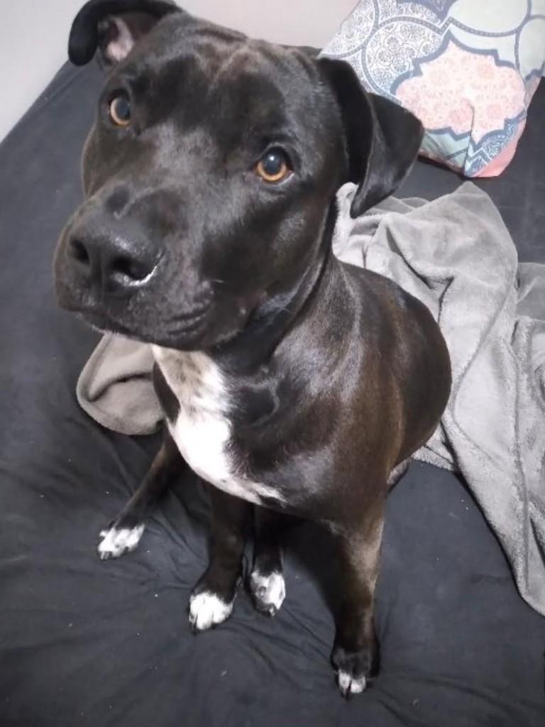 Toby, cachorro de porte grande para adoção em Florianópolis - SC