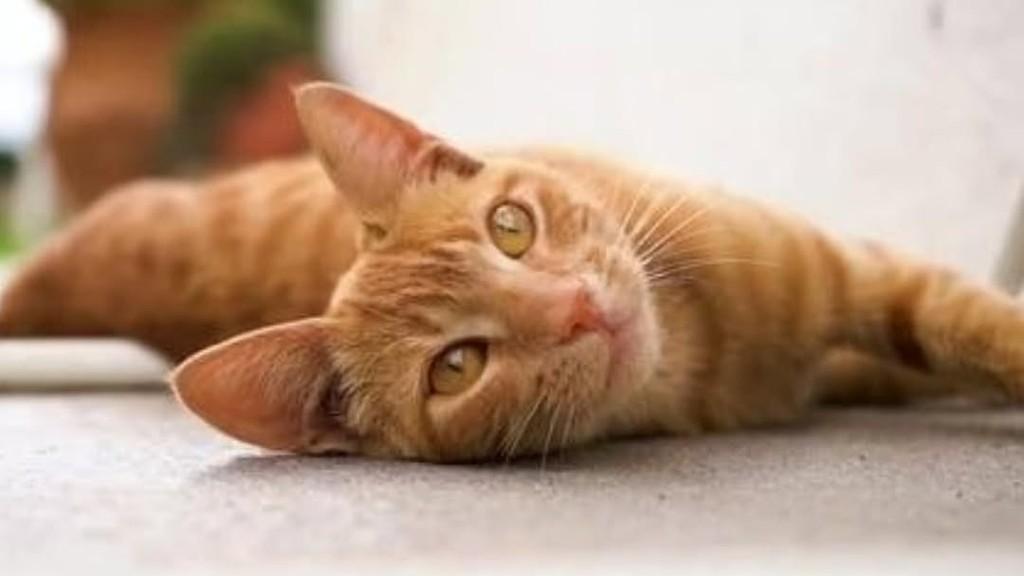 Luna, gato para adoção em Florianópolis - SC