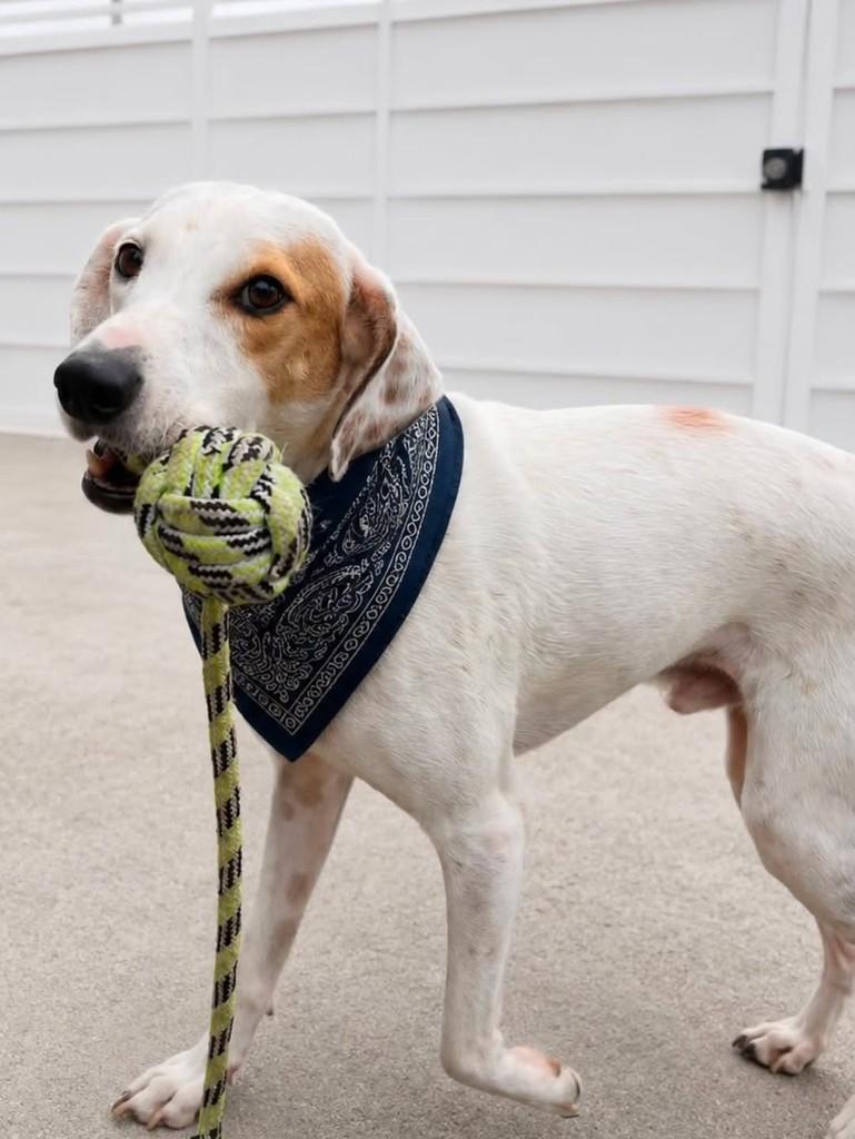 Ledinho, cachorro de porte pequeno para adoção em Florianópolis - SC