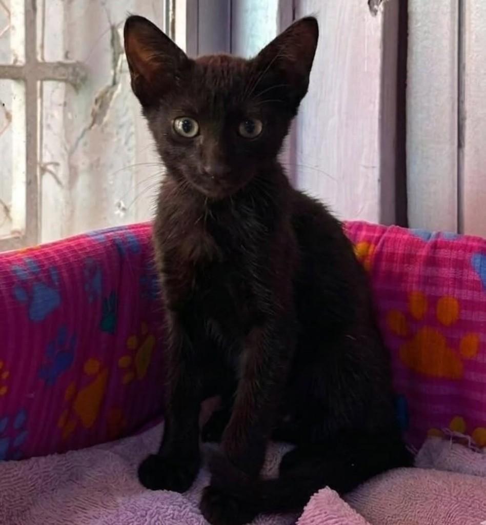 Banguela, gato de porte pequeno para adoção em Florianópolis - SC
