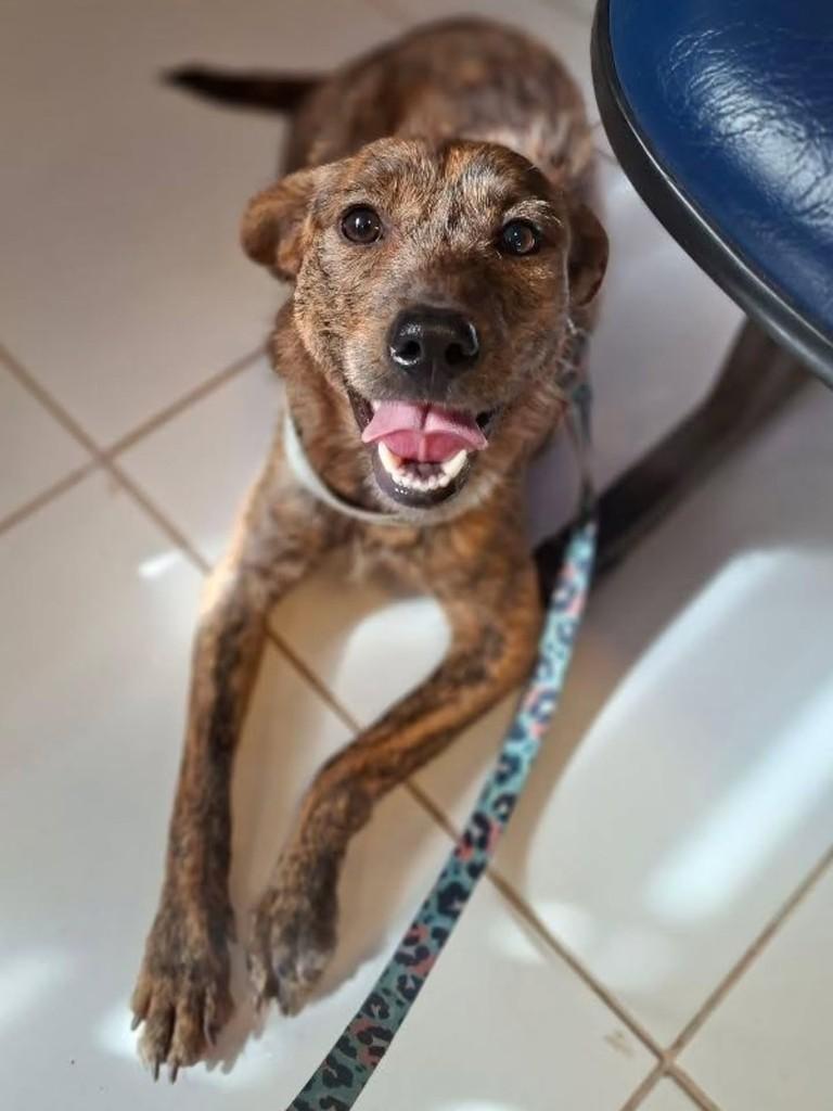 Foguinho, cachorro de porte médio para adoção em Florianópolis - SC