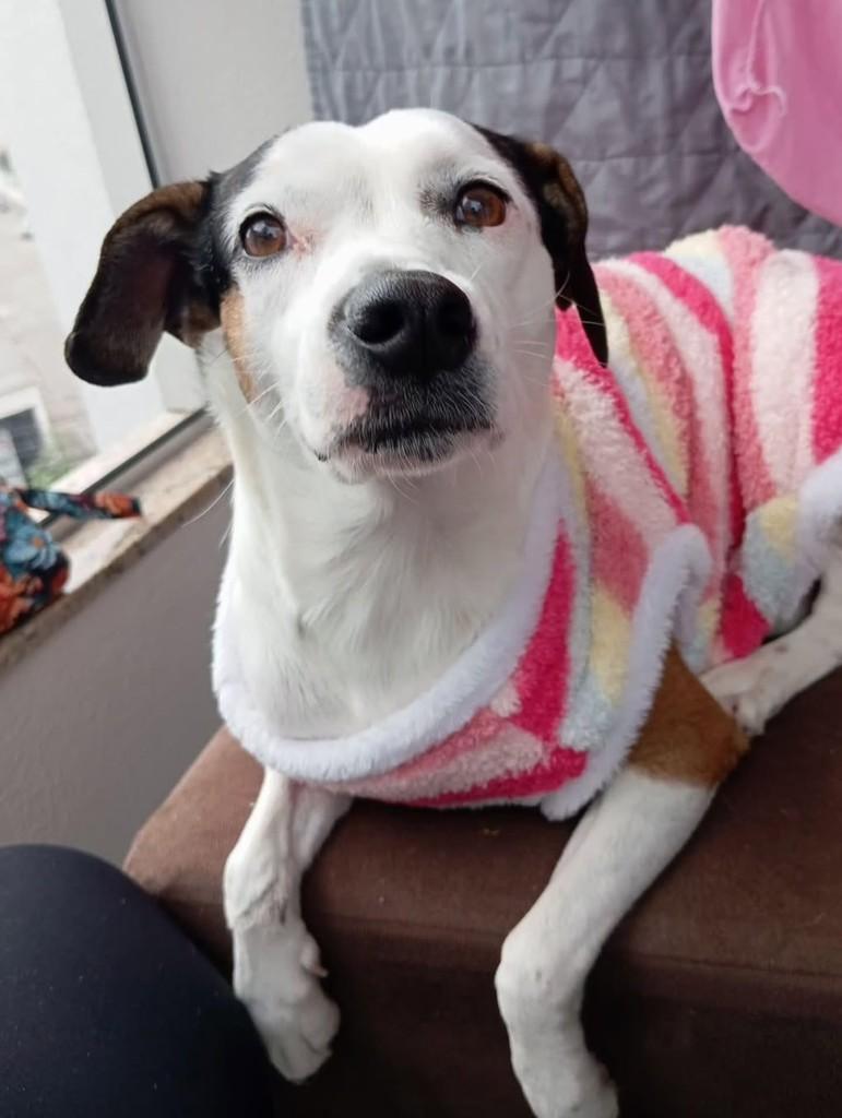 Billie, cadela de porte médio para adoção em Florianópolis - SC