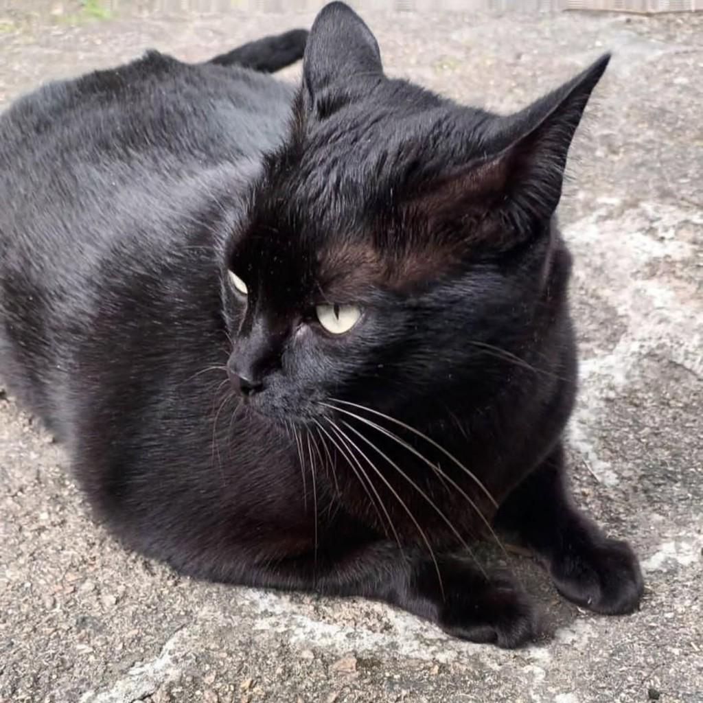 Poti, gata de porte médio para adoção em Florianópolis - SC