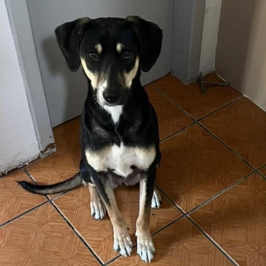 Parrie, cadela de porte médio para adoção em Florianópolis - SC