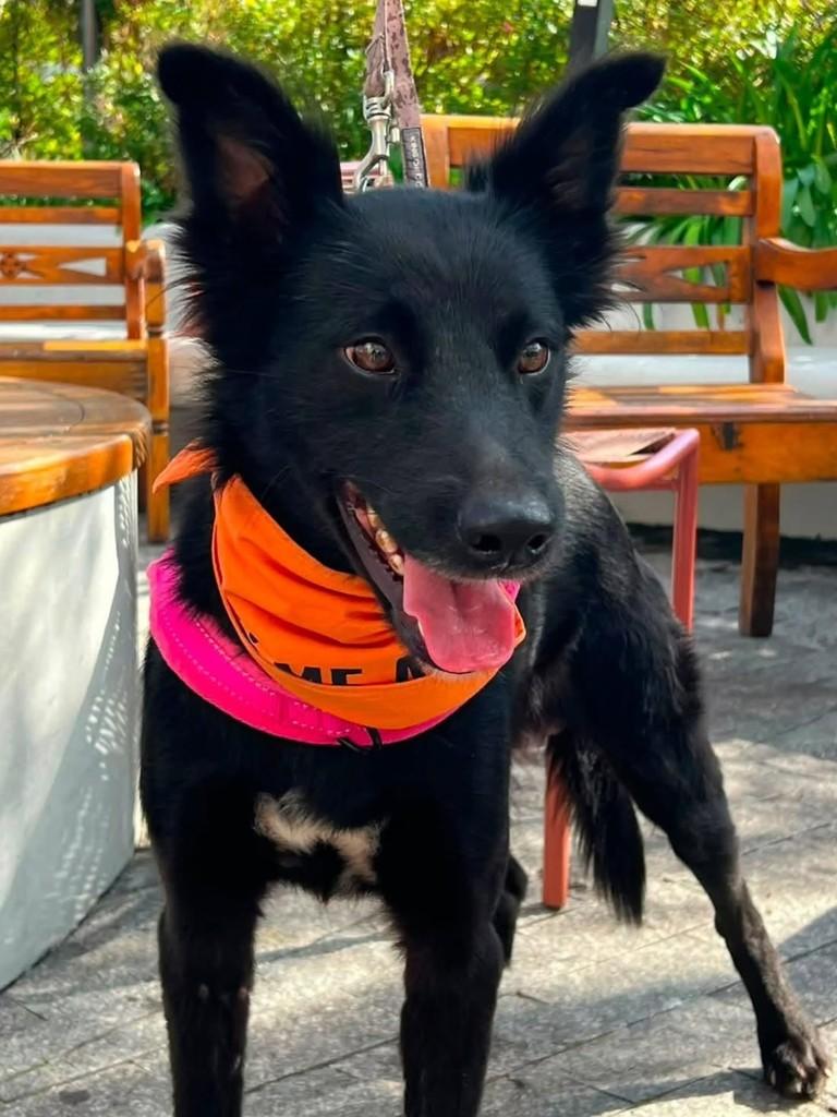 Tito, cachorro de porte grande para adoção em Florianópolis - SC